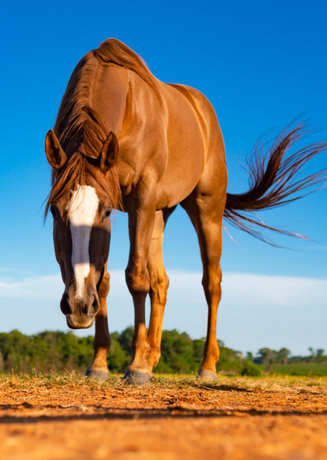 pferd